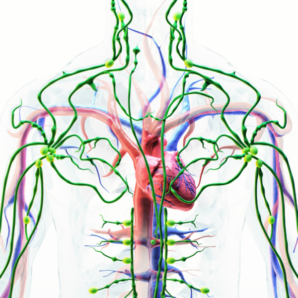 Kurs Osteopatia TEST